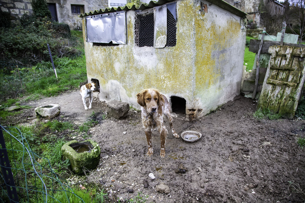 The Link Between Animal Abuse and Human Violence