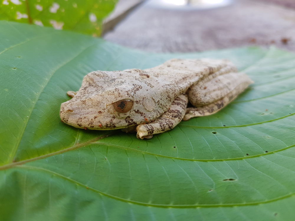 Mycobacteriosis in Amphibians: A Vet’s 2025 Guide to Diagnosis, Treatment & Zoonotic Risk 🐸🦠 | Dr Duncan Houston BVSc