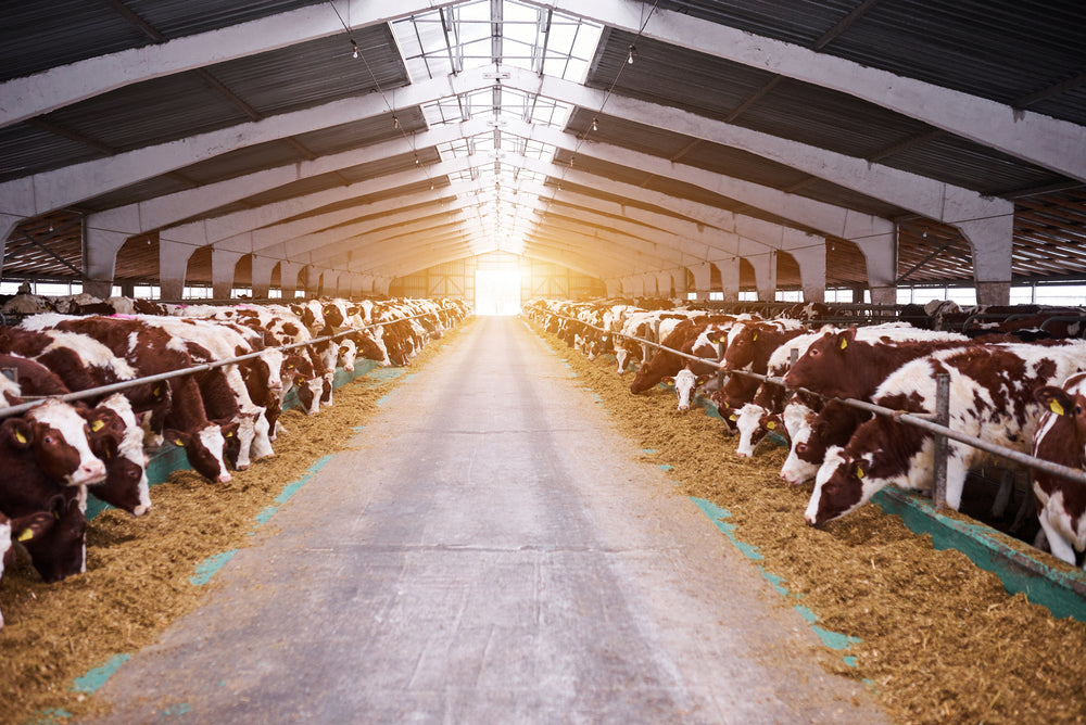 Disaster Preparedness for Livestock