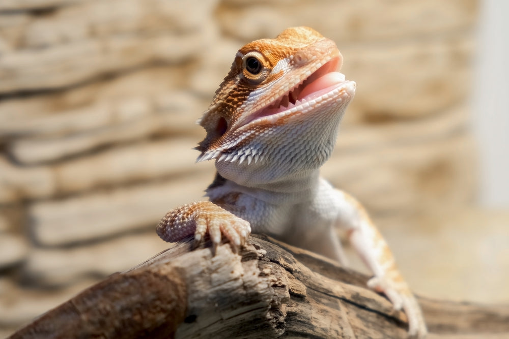 Herpesvirus in Reptiles: A Vet’s 2025 Guide to Symptoms, Testing & Prevention 🐢🧬 | Dr Duncan Houston BVSc