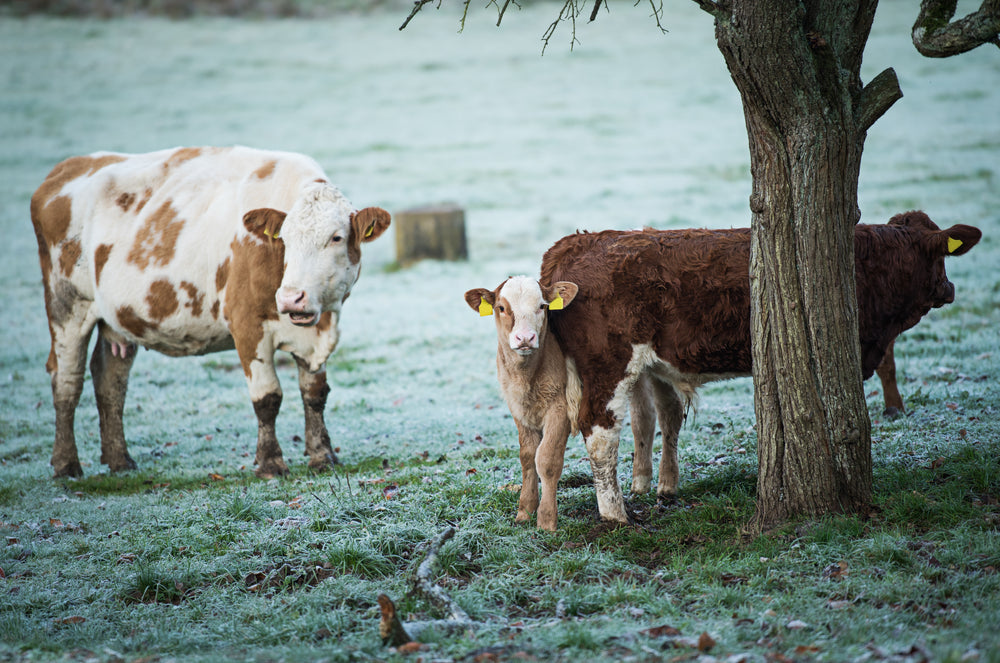 Effects of Forage Freeze on Cattle