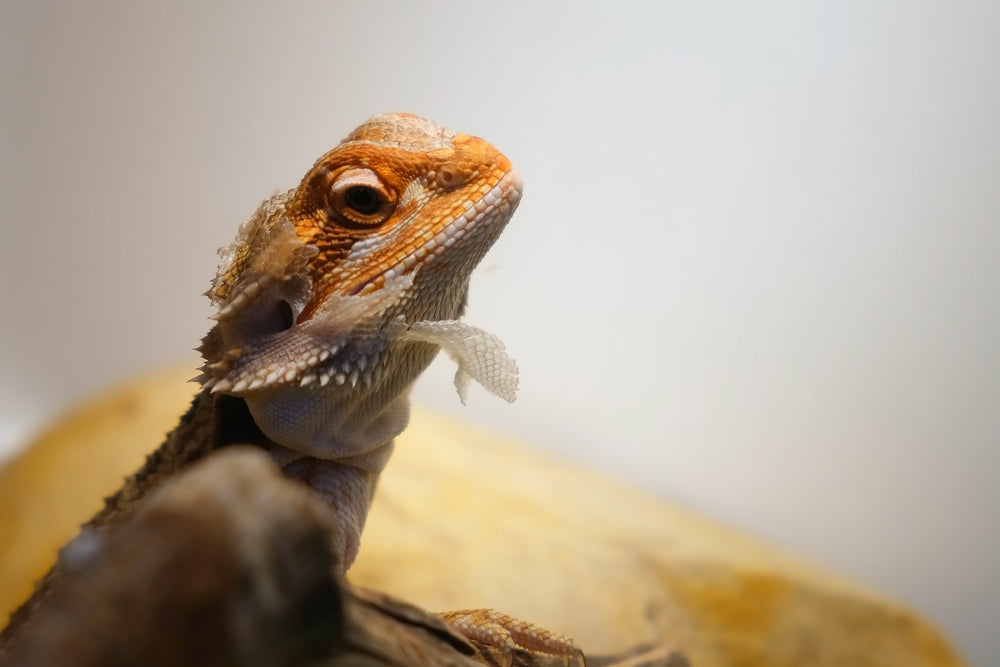 Head Aneurysms in Bearded Dragons