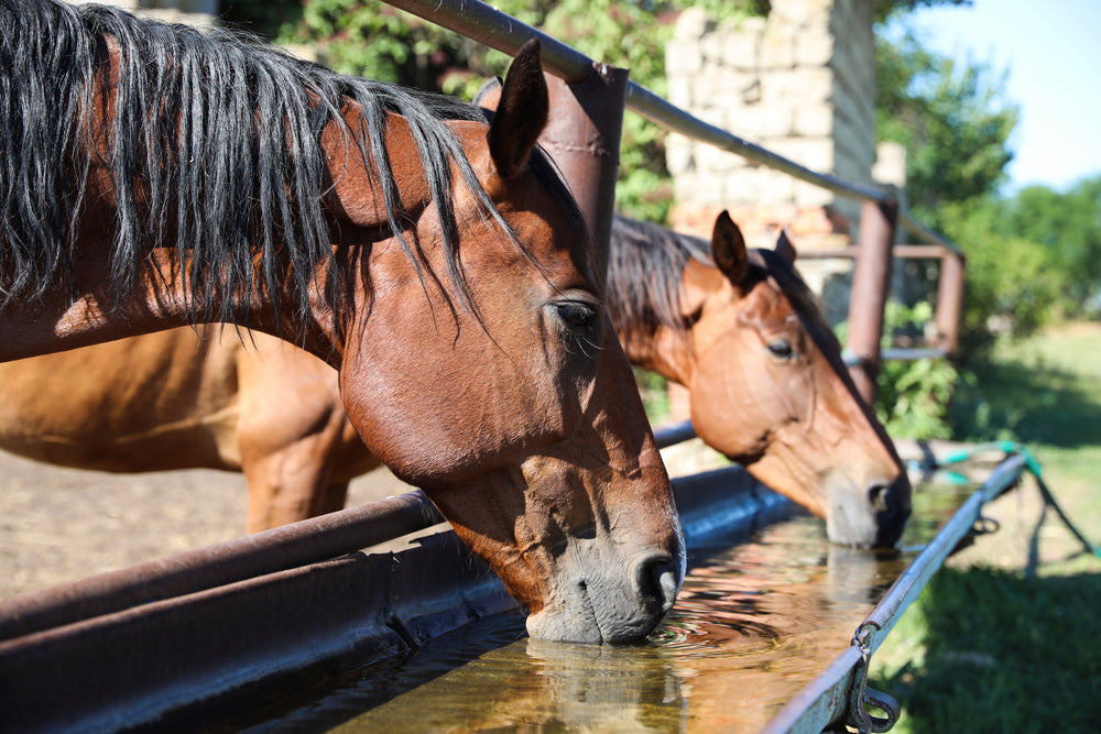 Preventing Fluid & Electrolyte Imbalance in Endurance Horses: Vet Advice for 2025 🐴💧⚡