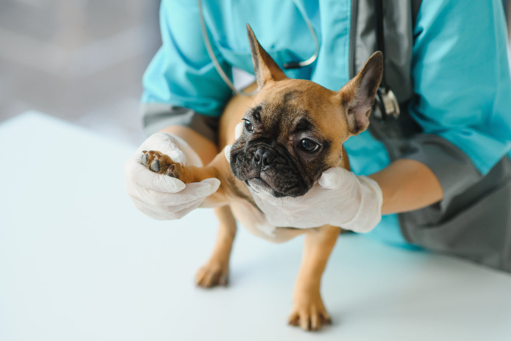 Librela for Dogs