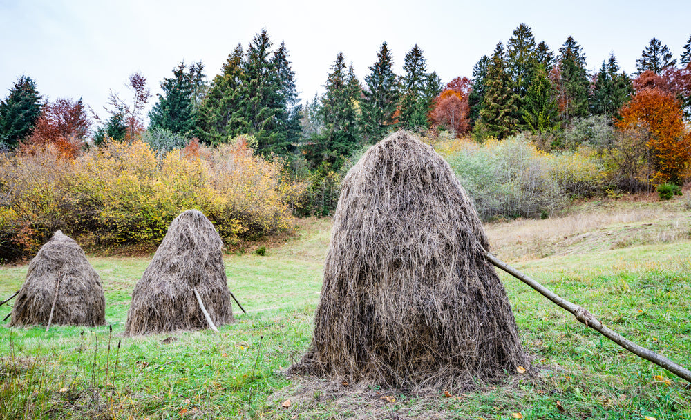 How Rain-Damaged Hay Affects Horses and Cattle
