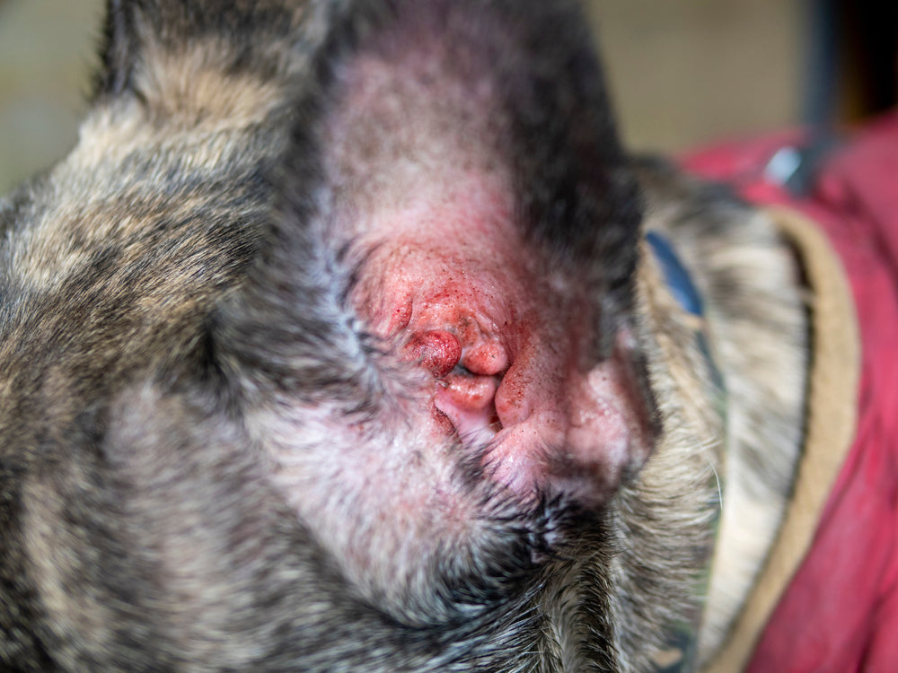 Chloramphenicol for Dogs and Cats