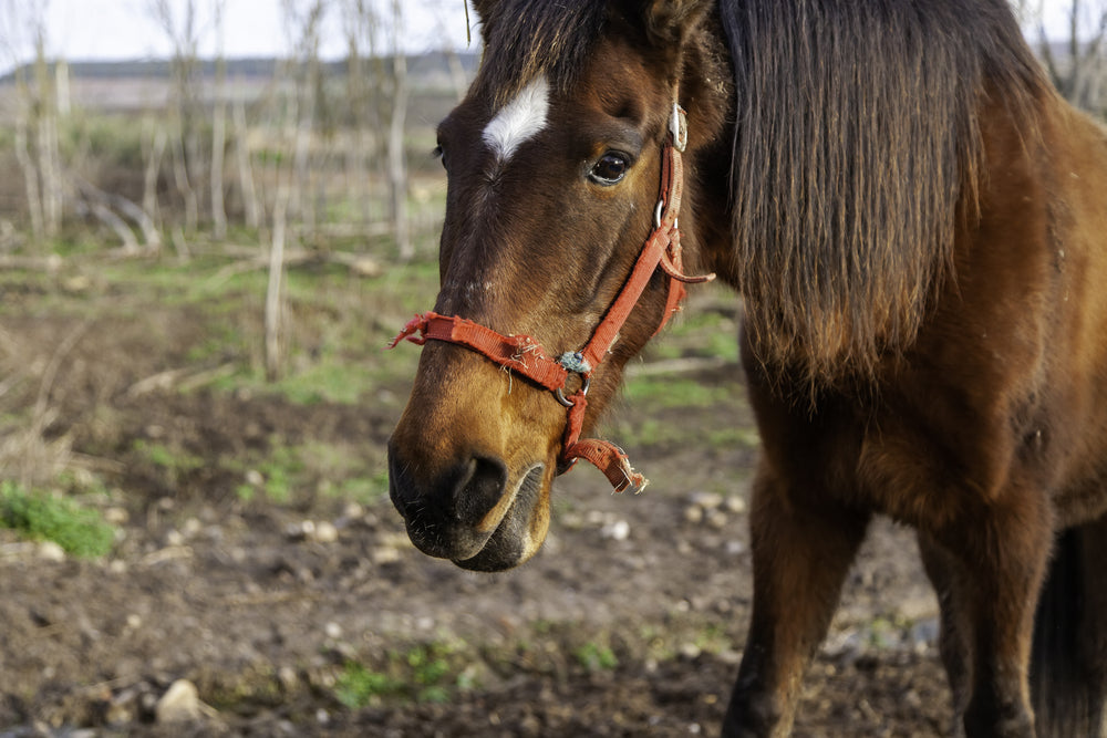 Why Is My Horse Not Sweating? Anhidrosis in Horses