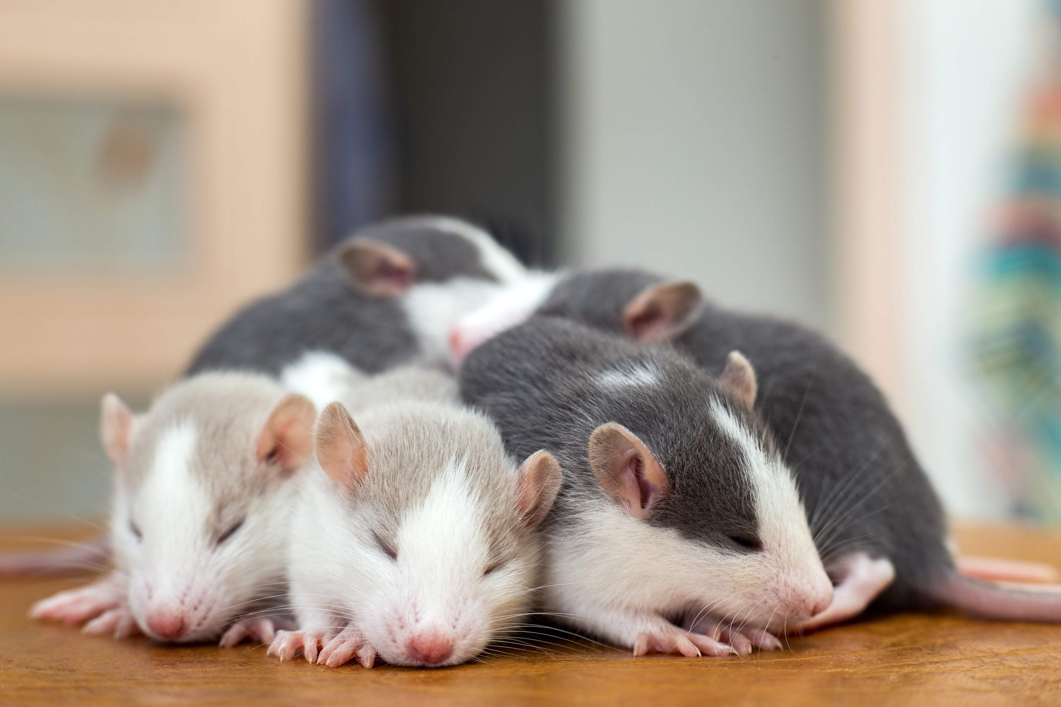Mouse and Rat Care