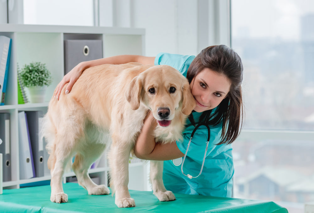 Cisplatin for Dogs