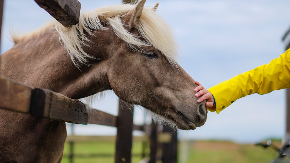 Why Is My Horse Chewing Wood? Causes, Risks and How to Stop It