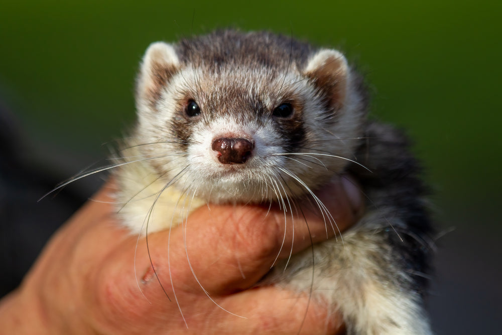 Disseminated Idiopathic Myofasciitis in Ferrets: Signs, Diagnosis and Treatment