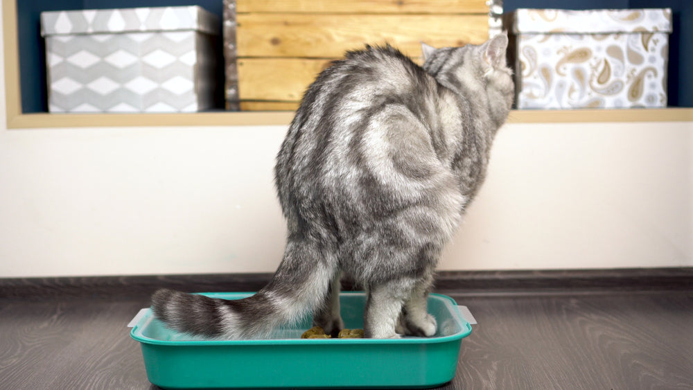 Why Is My Cat Pooping Outside the Litter Box?