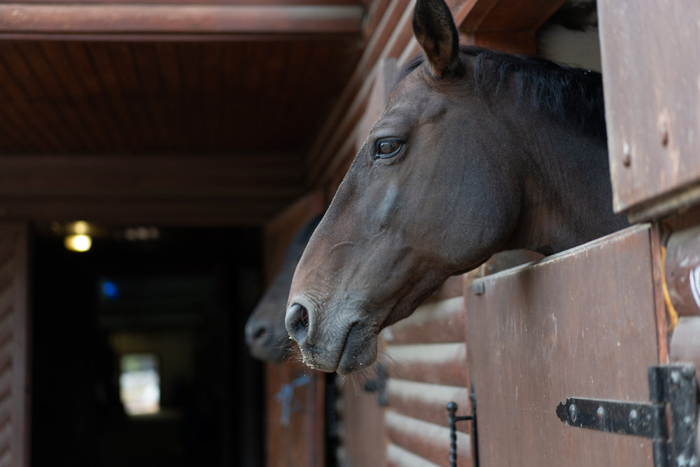 How Often Should You Deworm A Horse?