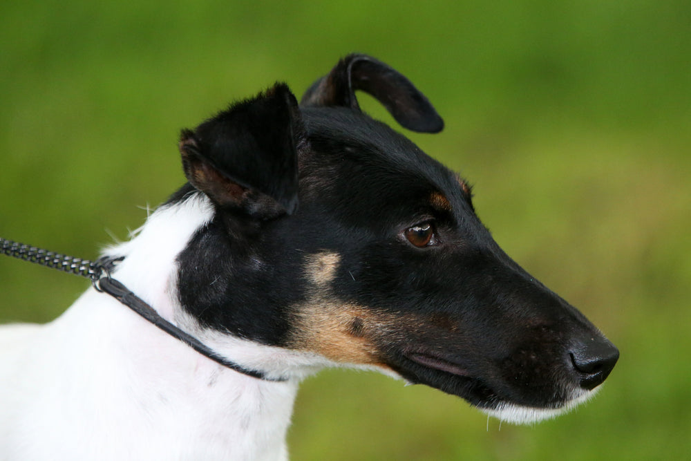 How to Keep Your Dog’s Coat Shiny with Food, Grooming, and Smart Supplements