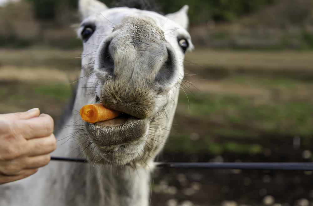 Feeding Horses to Prevent Colic