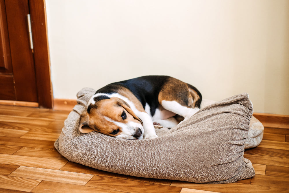 Diphenoxylate for Dogs and Cats