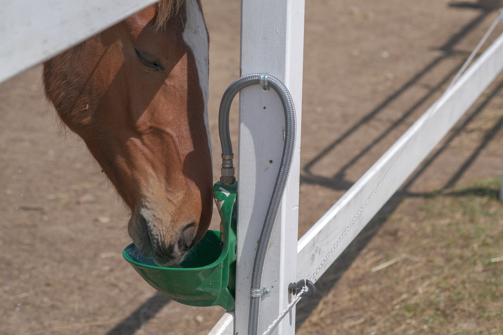 Is Your Horse Drinking Too Much Water?