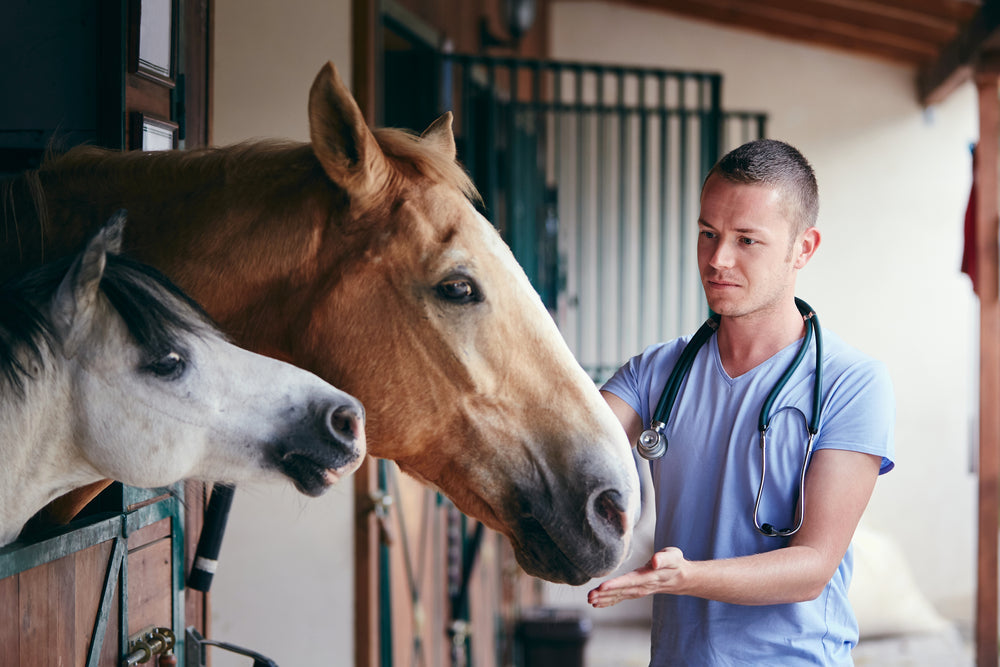 How Does a Nose Twitch Work on a Horse? Safety, Timing and Welfare