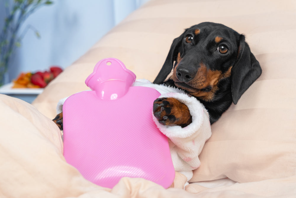 What to Expect When Your Dog Is in Season: The Estrus Cycle Explained