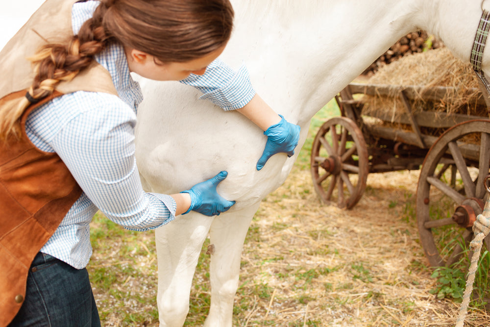How Can You Tell if a Horse Is in Pain? Horse Grimace Scale Explained