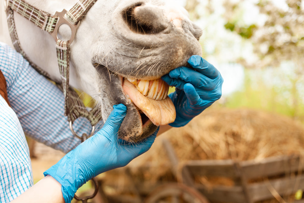 Equine Coronavirus in Horses: Symptoms, Testing, and What To Do