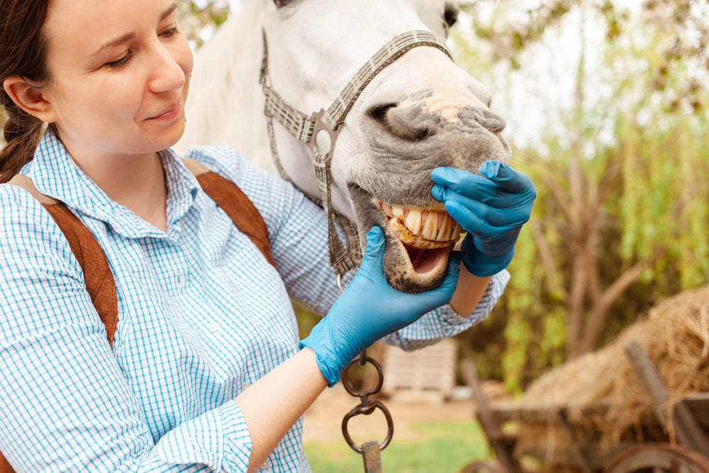 Senior Horse Dental Problems: Signs, EOTRH, and What To Feed