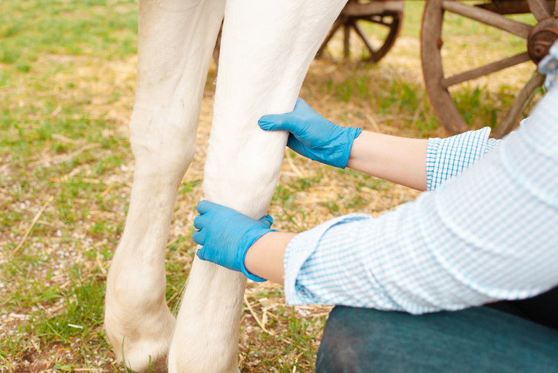 Proximal Suspensory Ligament Injury in Horses