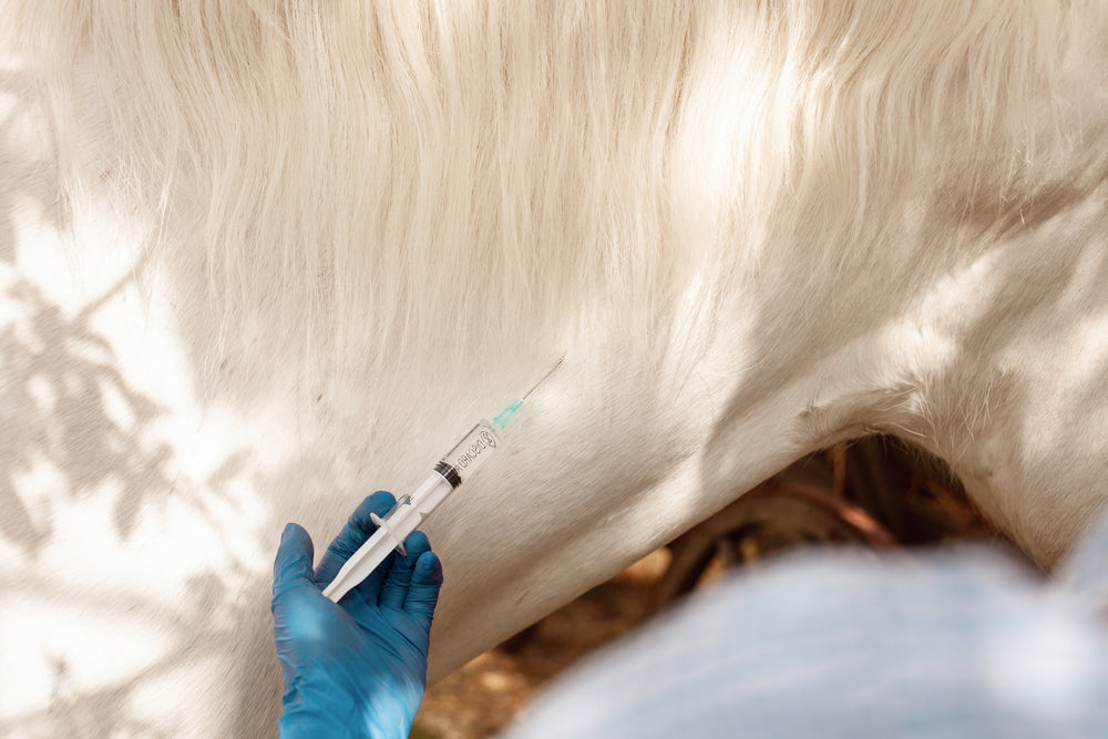 Navicular Bursa Injections in Horses: When They Help Heel Pain