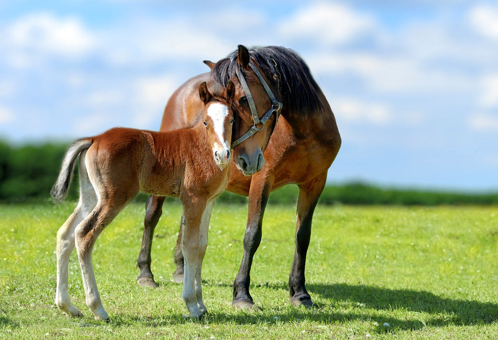 When Does a Mare Need Antibiotics for a Uterine Infection?