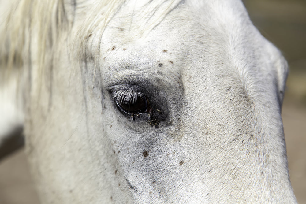 Can Omega-3s and Flaxseed Help Sweet Itch in Horses?