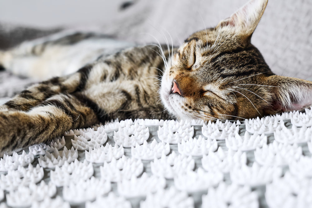 How to Teach Your Cat to Go to a Mat