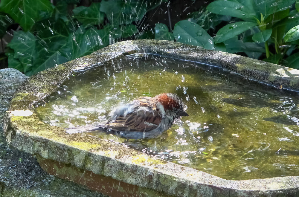 How Often Should You Bathe a Pet Bird? Safe Misting, Showering and Feather Care