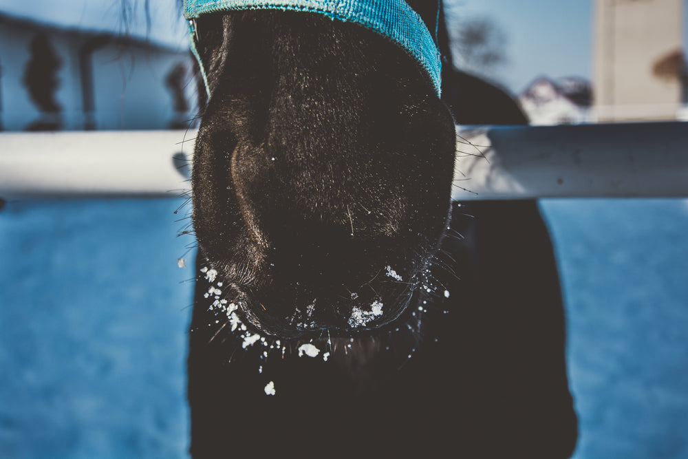 Pneumonia in Horses and Foals: Rhodococcus, Shipping Fever, and Emergency Signs