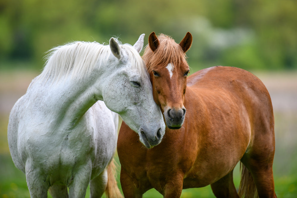 MRI for Navicular Disease in Horses: A Vet Guide to Diagnosing Caudal Heel Pain