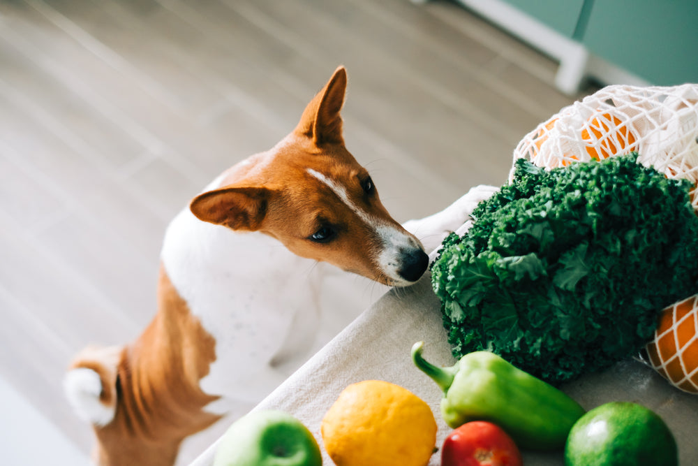 What Should Small Mammals Eat? A Species-by-Species Feeding Guide