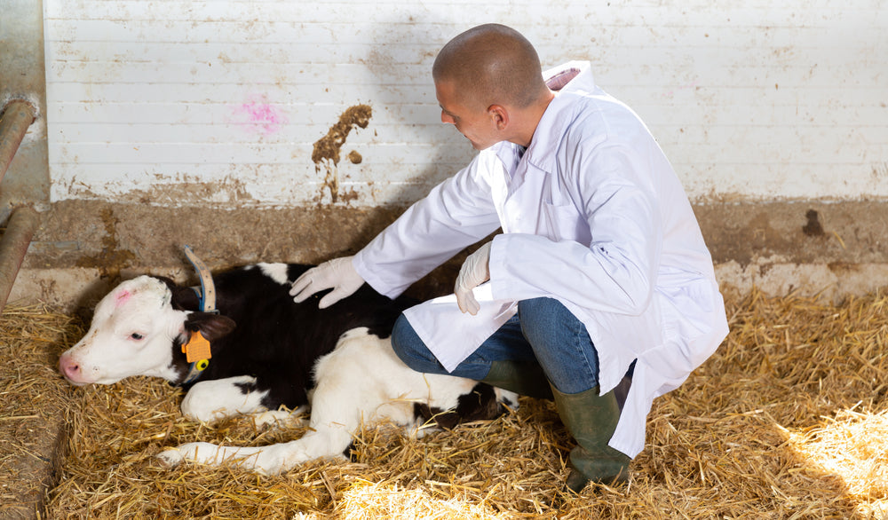 Heat Stress and Summer Pneumonia in Calves