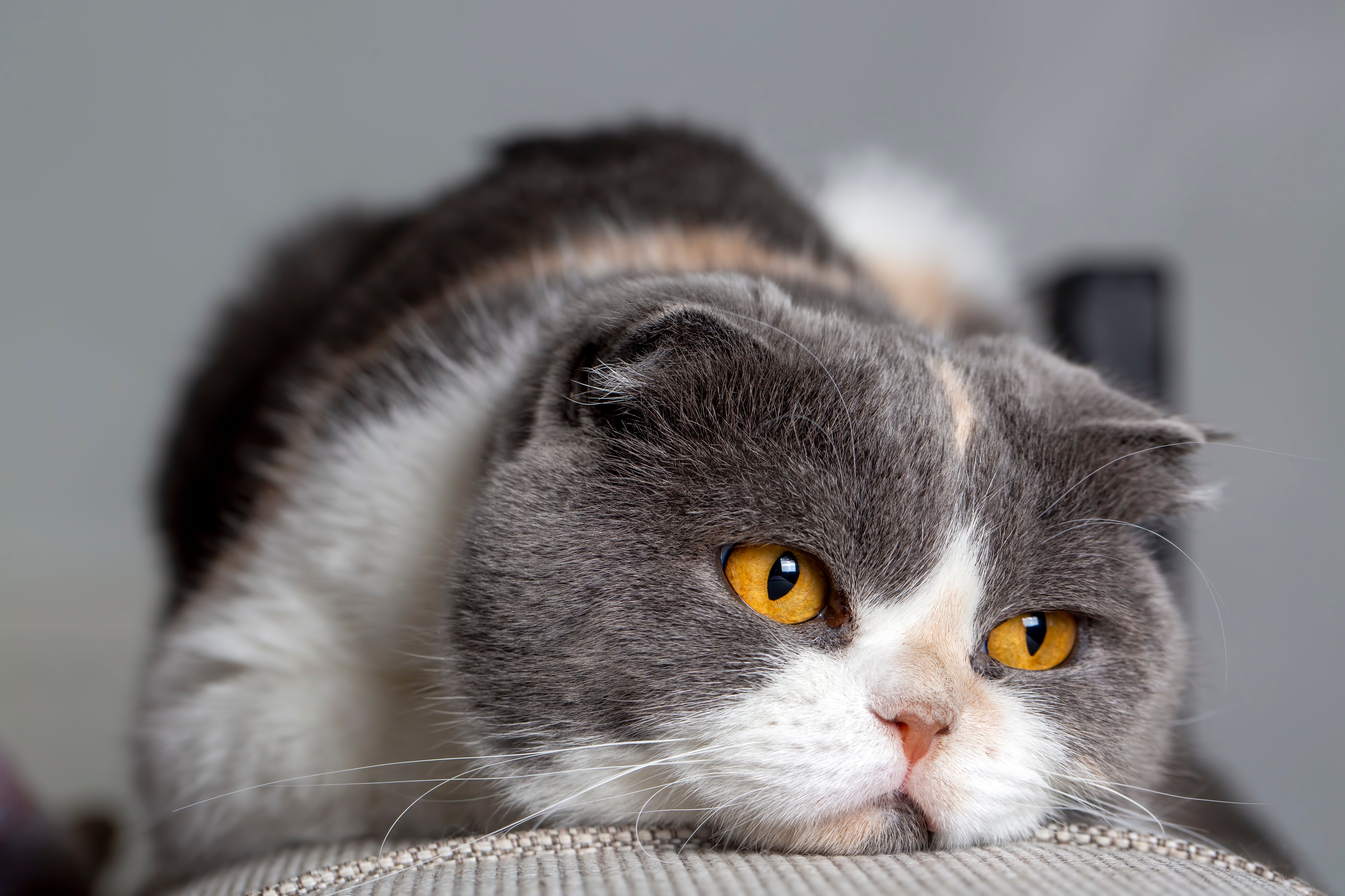 Velagliflozin (Senvelgo) for Cats