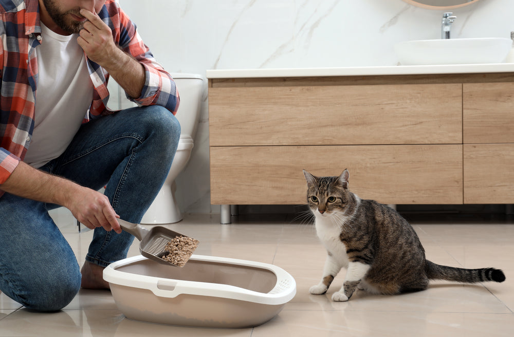 Why Is My Cat Peeing or Pooping Outside the Litter Box?