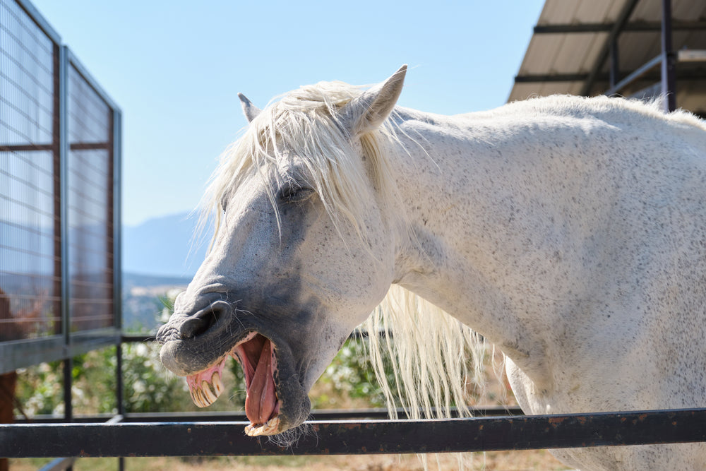 Why Is My Horse So Itchy? Allergies, Sweet Itch and Pruritus Explained