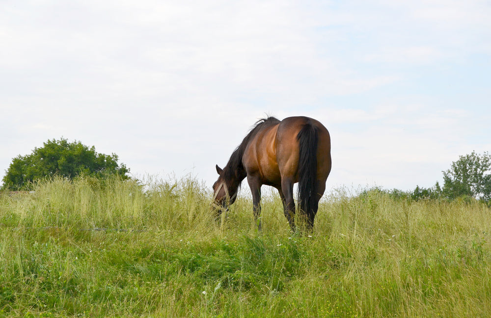Longeing Horses