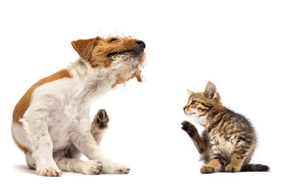 Meclizine for Dogs and Cats