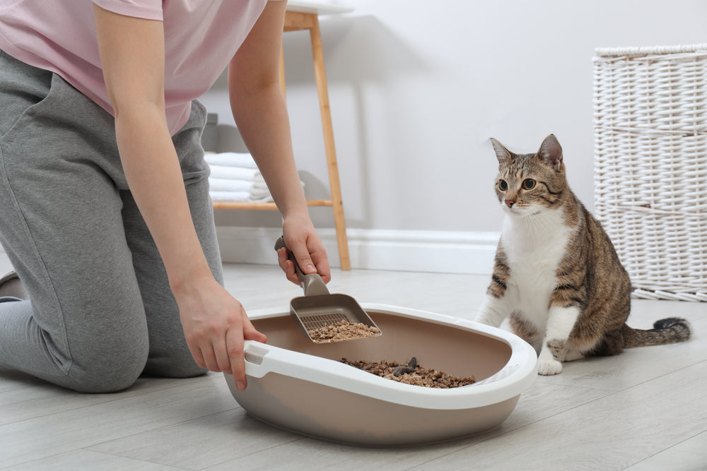 Vet-Approved 2025 Guide: How to Choose the Best Natural Cat Litter — by Dr Duncan Houston BVSc 🐱🌿