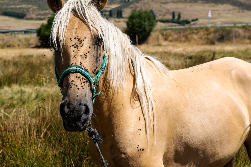 Pigeon Fever in Horses