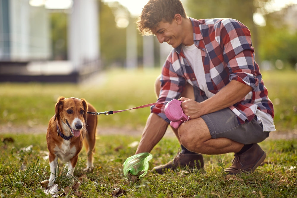 The Environmental Harms of Dog Poo: Why Picking It Up Matters