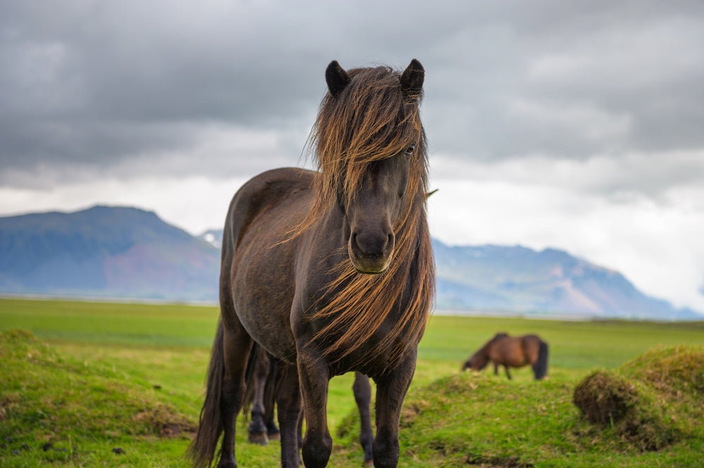 Can You Use Previcox in Horses?