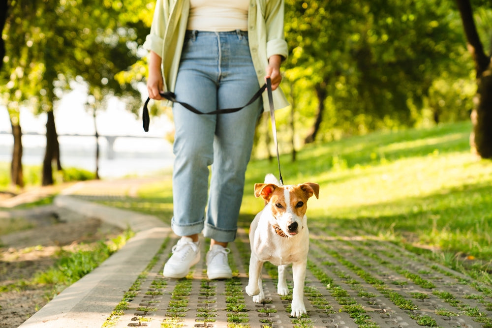 How Often Should You Walk Your Dog?