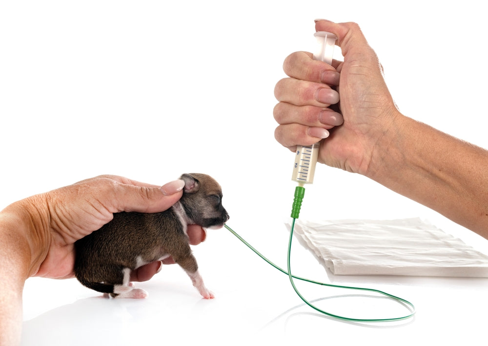 Feeding Tubes for Dogs and Cats: What Pet Owners Should Know
