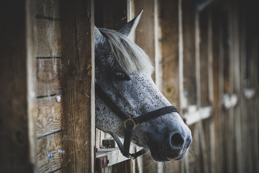 Side Effects of Bute in Horses