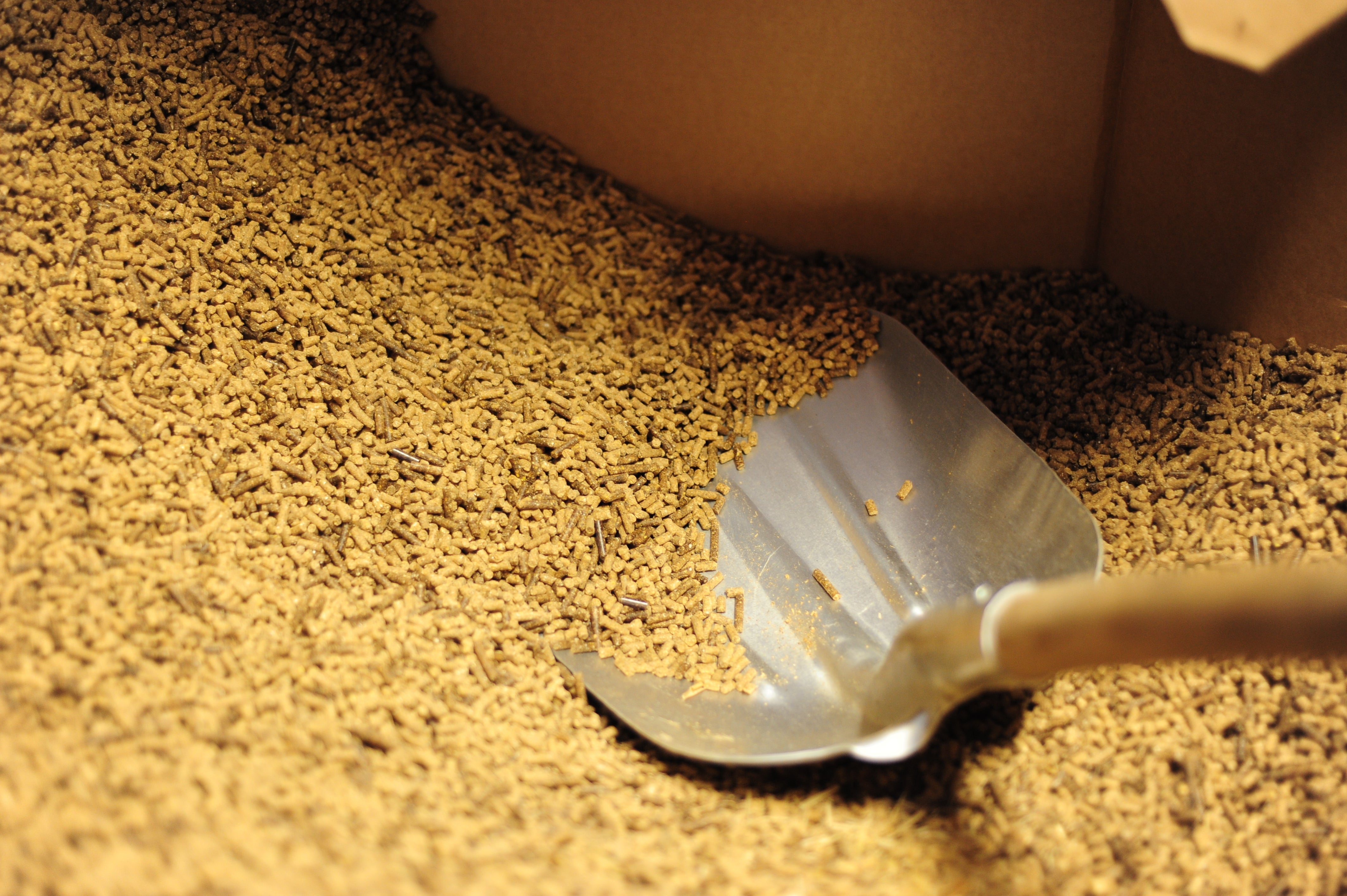 Are Larger, Harder Pellets Better for Horses? Benefits, Choke Risk and Feeding Safety
