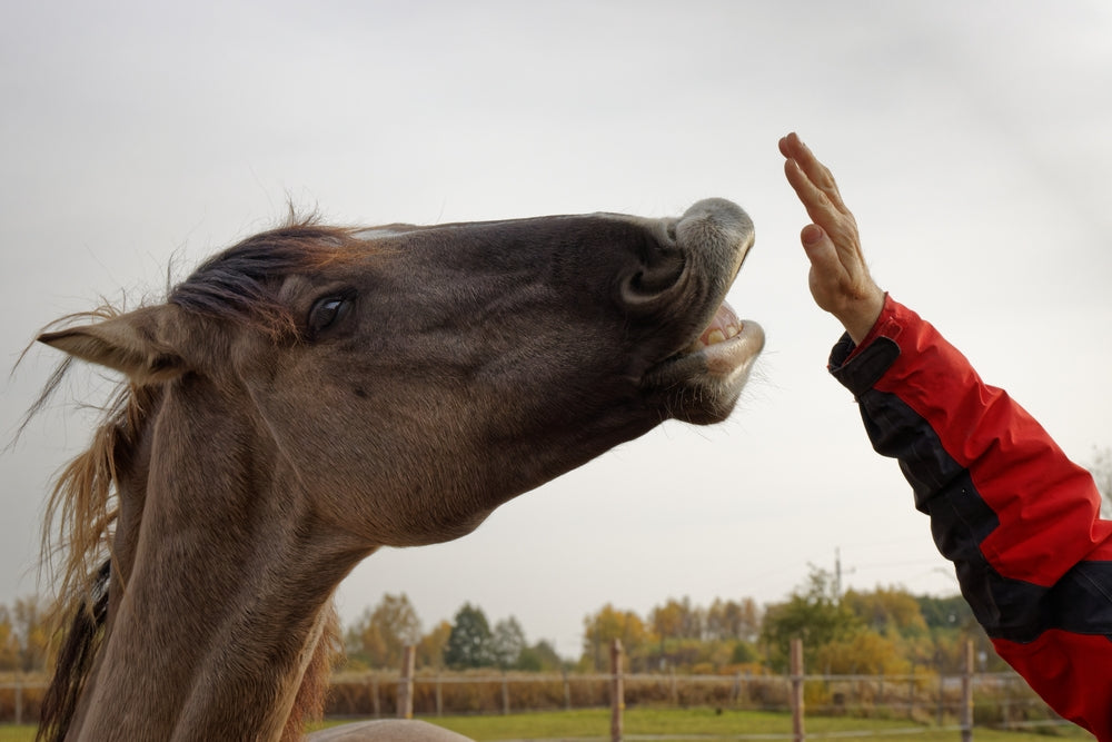 Can Dental Pulp Stem Cells Help Horses With Arthritis or Tendon Injuries?